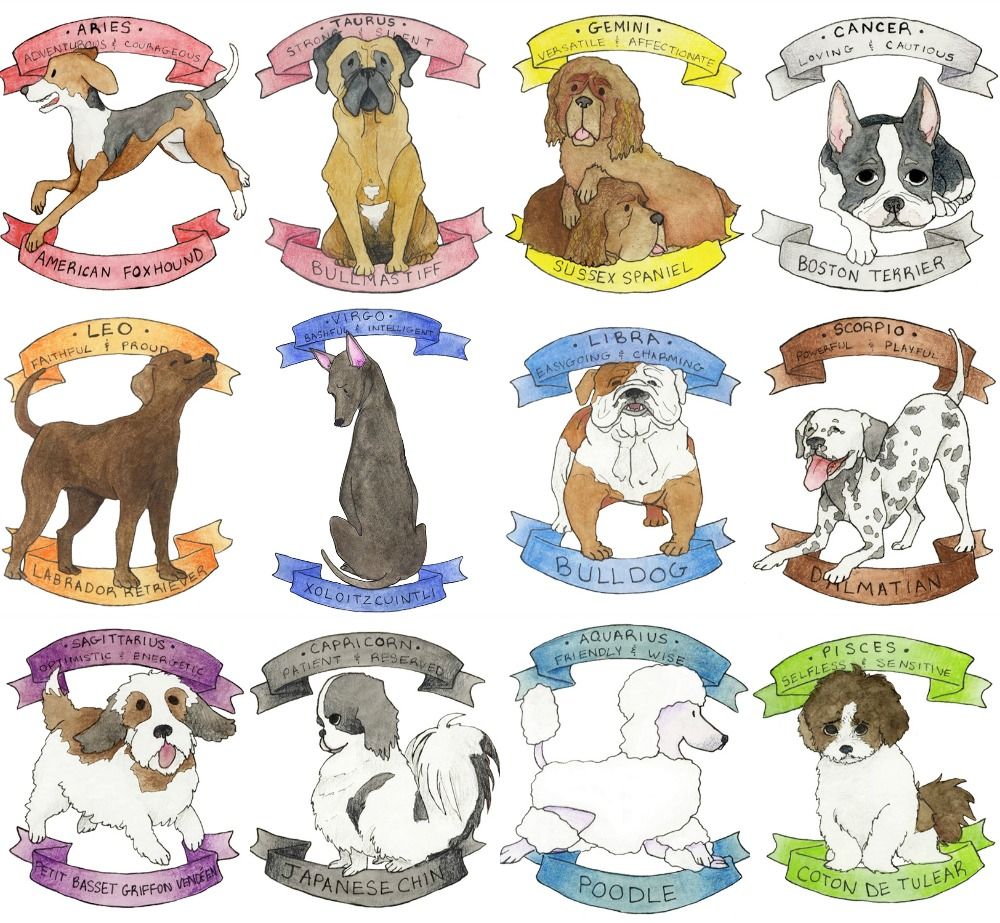 Zodiac Dogs 